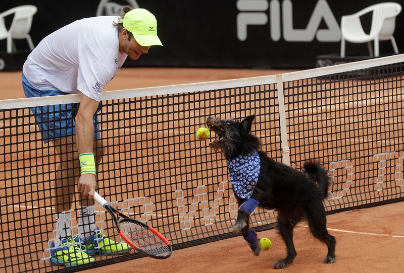In this Saturday, March 4, 2017 photo, Brazilian tennis player Marcelo Demoliner plays with a shelter dog specially trained as a ball-retriever.