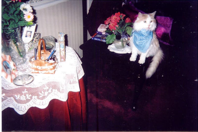 Elaine Persico of Amsterdam, N.Y., sent this photo of her cat, Cinnamon, with a pretty blue scarf around his neck.