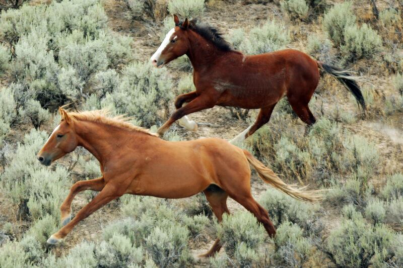 Wild horses run near Wendover, Utah.