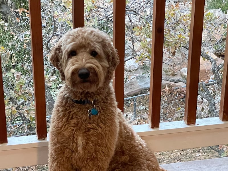 Teddy, a 2-year-old goldendoodle, at his Millcreek home on Nov. 3, 2023.