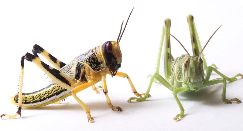 The desert locust (Schistocerca gregaria), shown in its yellow-and-black form.