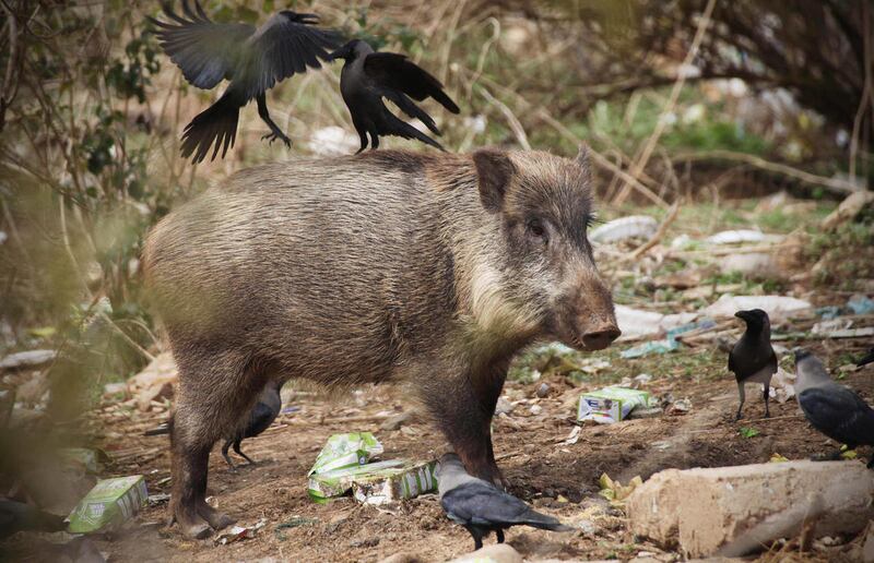 In this Wednesday, Feb. 22, 2012 photo, a wild boar searches for food in the Margallah Hills of Islamabad, Pakistan. With a police officer wounded and the presidential palace breached, the Pakistani capital has launched a fresh offensive against a uniquel