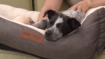 Avett relaxes in his bed at Jessy Wall home in West Valley City on Wednesday, June 12, 2019. Last week, Wall rescued Avett after the 10-week-old pup was thrown from a moving van's window as it drove down I-15. The pup suffered breaks to his pelvis and fem