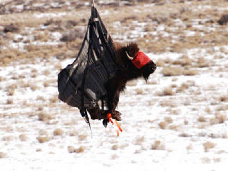 A bison is flown by helicopter to a staging area before being transported from the Henry Mountains to Book Cliffs this past week.