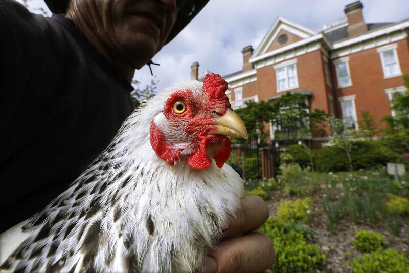 Herman Lewis, the mansion's master gardener and chief chicken tender, holds one of eight chickens that peck at flowers, recycle plant waste and provide manure for the gardens inside a fenced-in enclosure at the Illinois governor's mansion Friday, May 9, 2