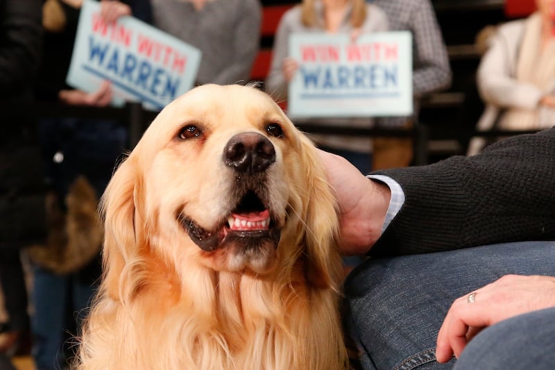 Warren family dog Bailey listens as Democratic presidential candidate Sen. Elizabeth Warren, D-Mass., speaks at a campaign event Saturday, Feb. 1, 2020 in Cedar Rapids, Iowa (AP Photo/Sue Ogrocki)