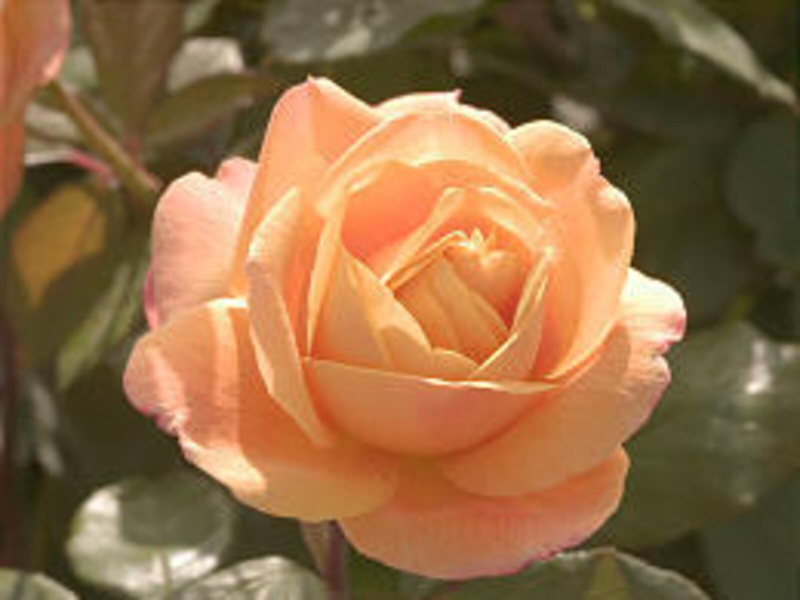 Award-winning roses for your garden – Deseret News