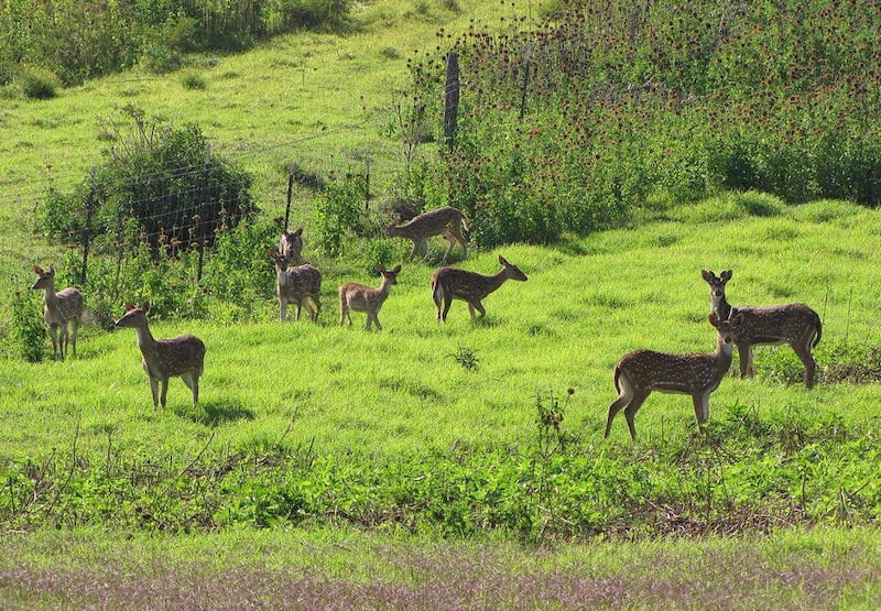 FILE - This April 12, 2012 file photo provided by Forest and Kim Starr shows axis deer in upcountry Maui near Makawao, Hawaii. A helicopter pilot is pleading guilty to illegally flying deer from Maui to the Big Island, shedding light on a mystery that has