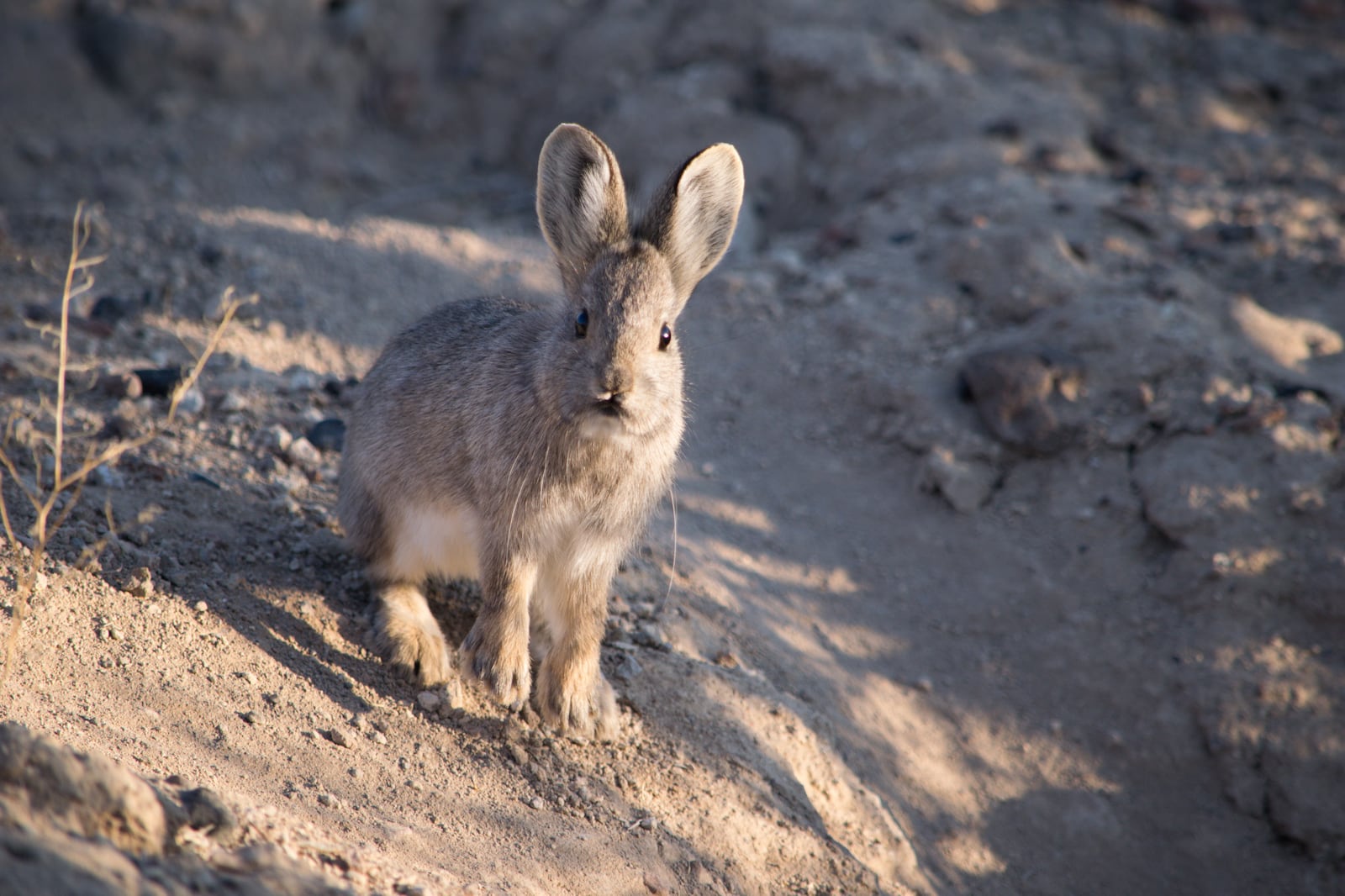 Are pygmy rabbits endangered? Groups seek protections – Deseret News