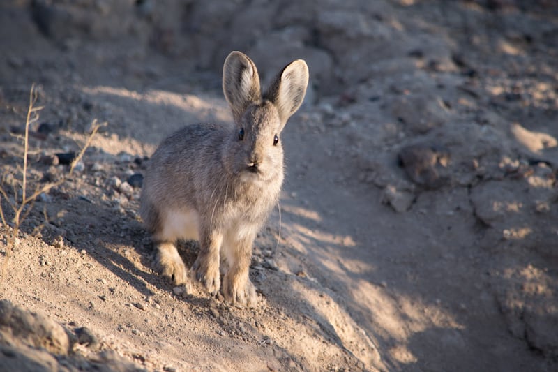 Wildlife conservation groups have petitioned the federal government to list the pygmy rabbit as endangered.