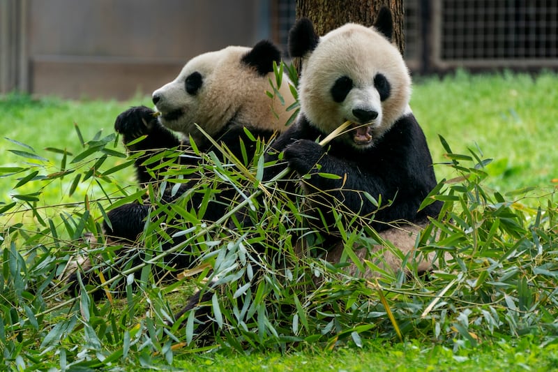 Giant pandas eat bamboo at the Smithsonian’s National Zoo.