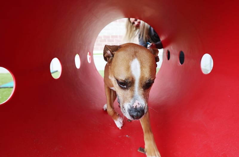Salt Lake County Animal Services Special Programs Manager Jami Johanson plays with a dog awaiting adoption on June 8, 2023.