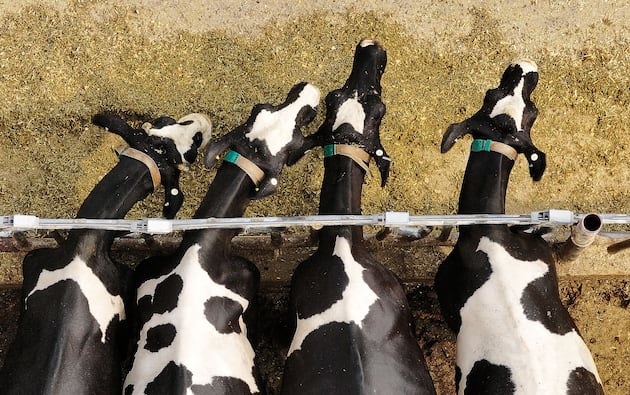 The food you eat this holiday season is often home grown