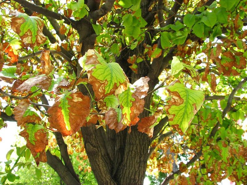 Leaf scorch, like on this linden, becomes evident when temperatures rise and humidity drops. The problem gets worse when plants are buffeted by hot, dry South winds.