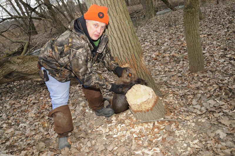 In this Dec. 7, 2010 photo, Melvin Tanner holds a 45-pound beaver he trapped in Rollin Township, Mich. The beaver had been taking down trees on Medina Road over the last few months.