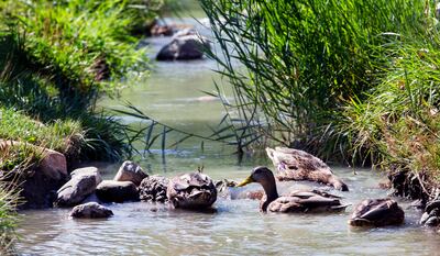 Ducks swim in the water at Wheeler Historic Farm in Murray, dangerous algae has been located in the water on Tuesday, Aug. 28, 2018.