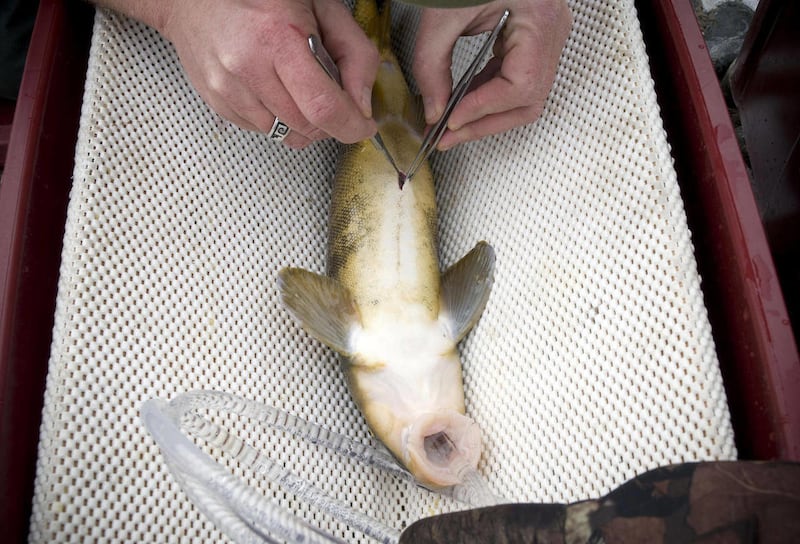 Biologist Brian Hines makes a small incision in a bluehead sucker fish from the Snake River near Jackson, Wyo., on Nov. 18, 2010 to implant a radio transmitter. The device will help scientists track the species and unravel the mysteries of its role in th