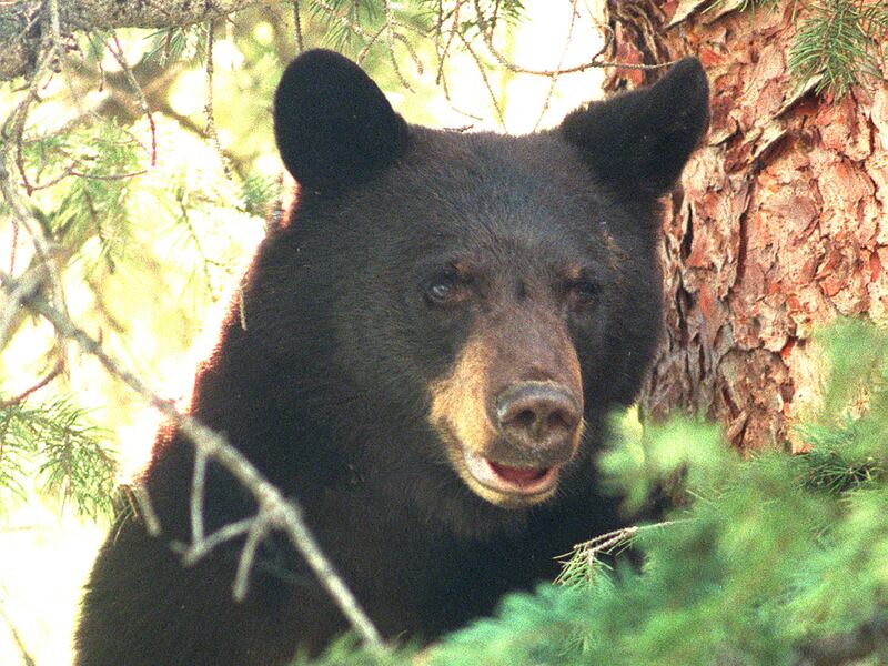 A black bear looks out from a tree after being chased up it by a dog in a forest above Strawberry Reservoir in July 1998.