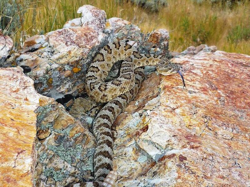 This is a Great Basin rattlesnake in the foothills east of Salt Lake City.