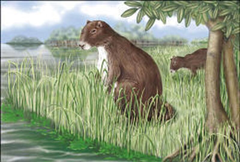 The largest rodent that ever lived, seen in this artist's rendering, existed some 6 million to 8 million years ago.