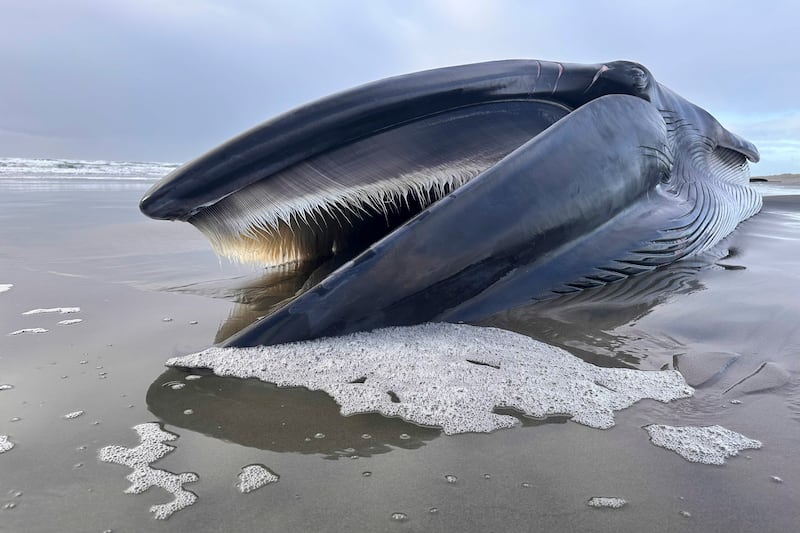 A 46-foot-whale is washed ashore on Monday, Feb. 12, 2024, on Sunset Beach State Park in Clatsop County, Ore. The whale had bite marks from orcas known as “rake marks.”