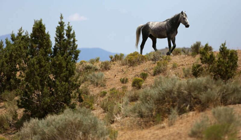 A wild horse walks up a hill covered in sagebrush in the Cedar Mountain range on Thursday, July 18, 2013. The Senate Natural Resources Committee enthusiastically endorsed a resolution Thursday that tells the federal government that management of wild hors