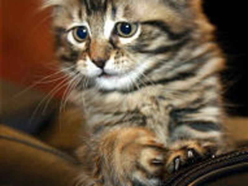 Nine-week-old "Little Nicky" peers out from his carrying case Wednesday in Texas. He looks and behaves like the original cat, "Nicky."