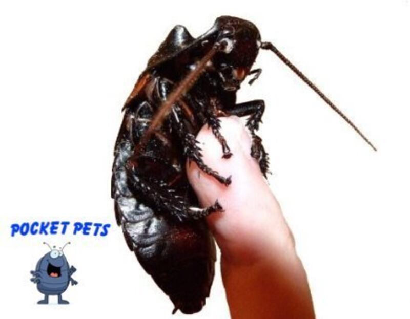 A live Madagascar Hissing Cockroach perched on a fingertip.