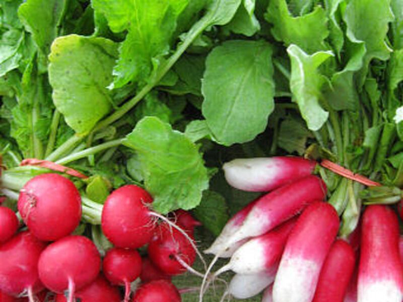 Beautiful bundles of freshly picked radishes.