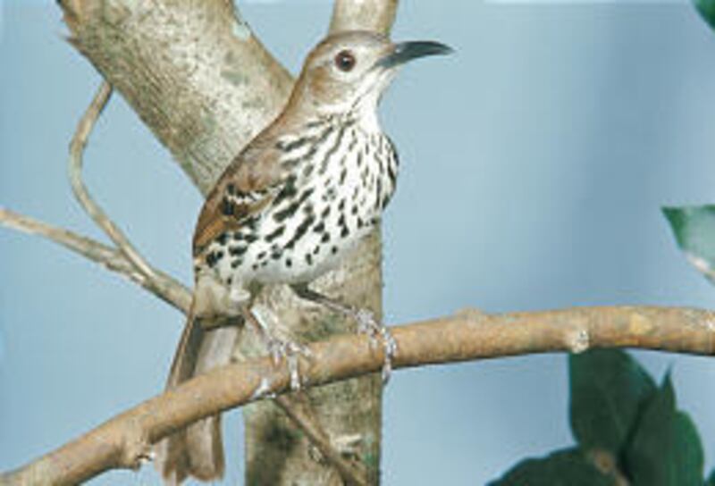 An undated photo of the Cozumel thrasher, a bird thought by some to be extinct, which has been discovered on the island of Cozumel, off Mexico's Caribbean coast.