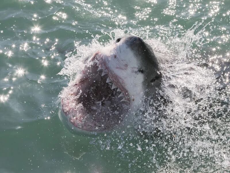 A scene from “Air Jaws: Ultimate Breach Off,” one of the specials that was offered during Discovery Channel’s “Shark Week” 2020.