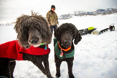 Standard poodles Finn and Turbo ice fish with their owner, Forrest Nunley, at Jordanelle State Park on Tuesday, Jan. 29, 2019.