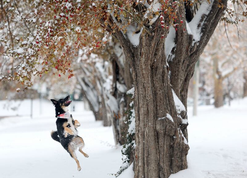 Rex, a 2-year-old border collie/chihuahua mix, plays in Reservoir Park in Salt Lake City on Dec. 14, 2022.