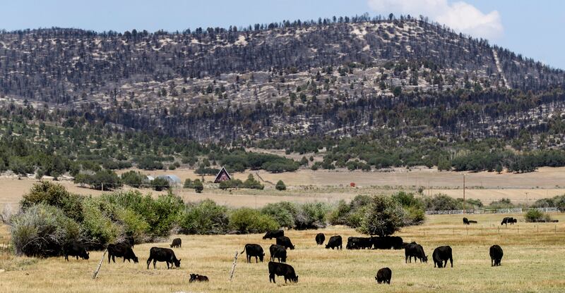 Cattle owned by Dave and Jay Hansen and Gillespie Livestock graze in the Hansens' meadow in Milburn, Sanpete County, on Thursday, Aug. 16, 2018. The Hansens and many other livestock owners have been retrieving their cattle from the nearby mountains as the