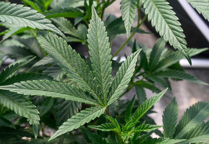 Marijuana plants grow at a secured growing facility in Washington County, N.Y., May 12, 2023.