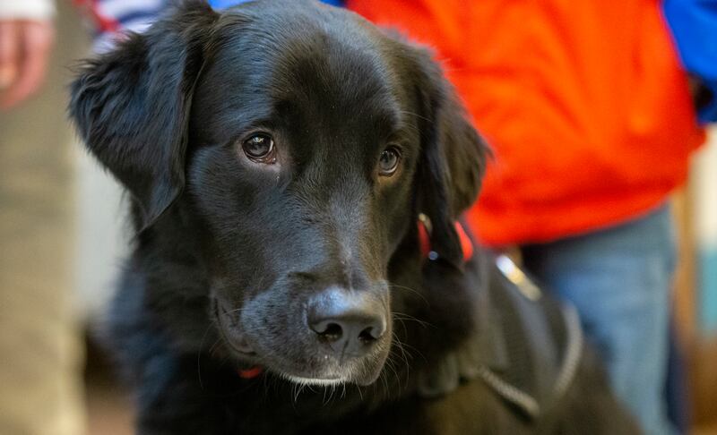 Service dog Nick looks around the area as Army veteran Daniel Seelye and his family attend an event where Seelye is officially given a service dog at Fashion Place Mall in Murray on Wednesday, Dec. 19, 2018.