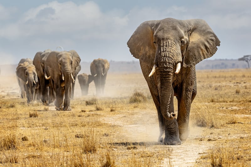 Can buzzing sounds effectively keep elephants away from African farms?