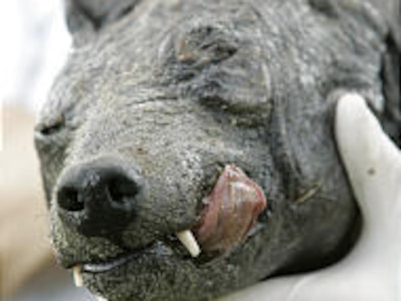 Phylis Canion holds the head of beast that she believes killed her chickens in Cuero, Texas.