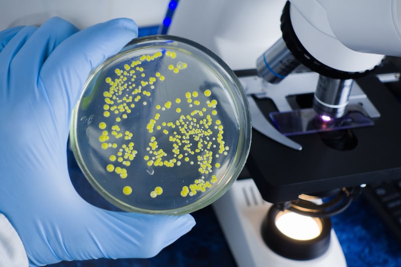 Bacteria is pictured in a laboratory.