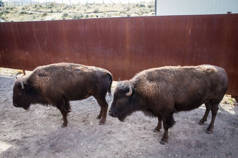 Bison get checked and vaccinated after the 32nd annual bison roundup at Antelope Island State Park on Antelope Island on Oct. 27, 2018. About 700 bison were moved from the island’s southern end to handling facilities at the northern end, where they’ll receive vaccinations and screenings. Once the bison are checked, they will either released back onto the island or kept in the corral where they will be sold in a public auction to reduce the size of the herd and maintain the island’s ecosystem.
