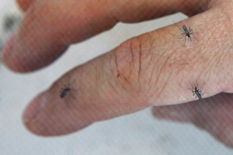 Seen through mosquito netting, mosquitos feed on Robert Harrell at the University of Maryland Biotechnology Institute’s Insect Transformation Facility in Rockville, Md.