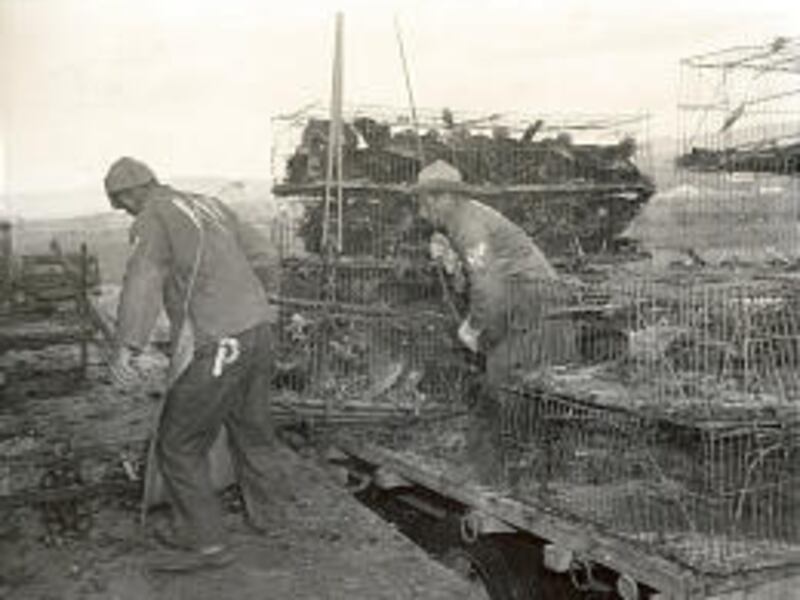 Many Italian and German prisoners during World War II worked on turkey farms, above, and orchards in Utah.