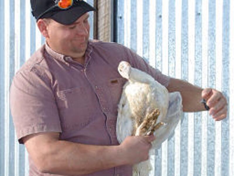 Jason Sunderland nurses a turkey that was attacked at farm south of Fountain Green.