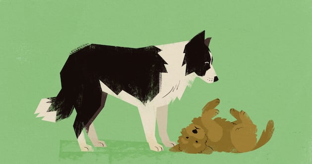 The sheepdog festival is the best Utah event you’ve never attended