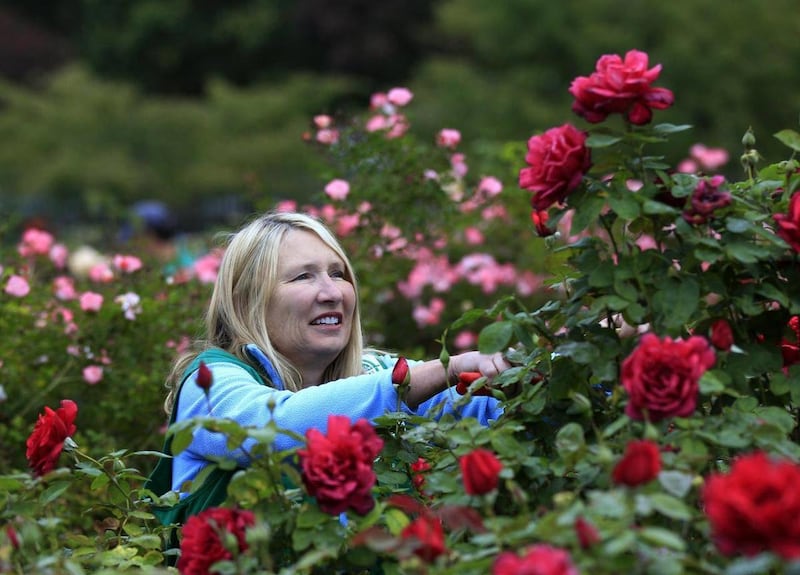 In this Friday, Oct. 21, 2011 photo, volunteer Beverly Rose Hopper prunes a rose bush at the San Jose Municipal Rose Garden in San Jose , Calif.