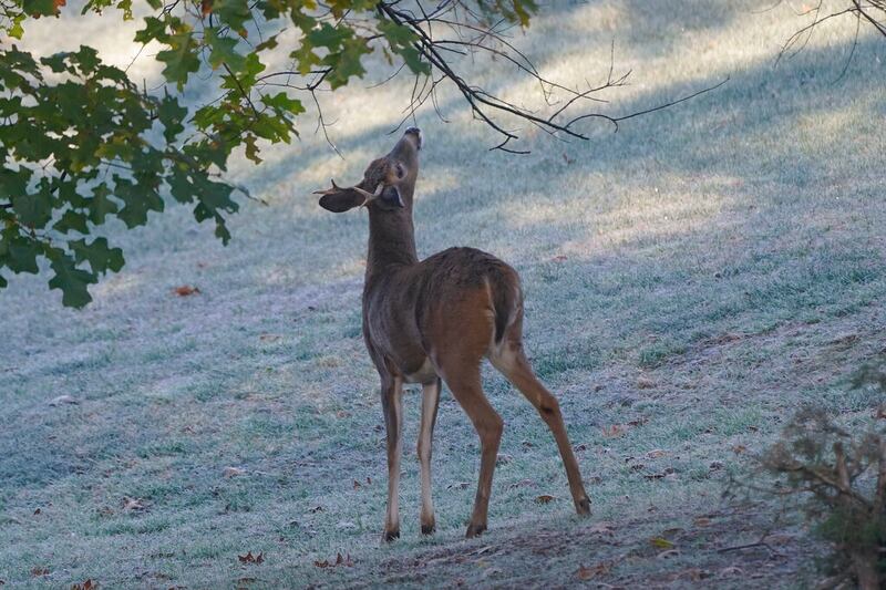 A young antlered deer nibbles at a tree in Zelienople, Pennsylvania.