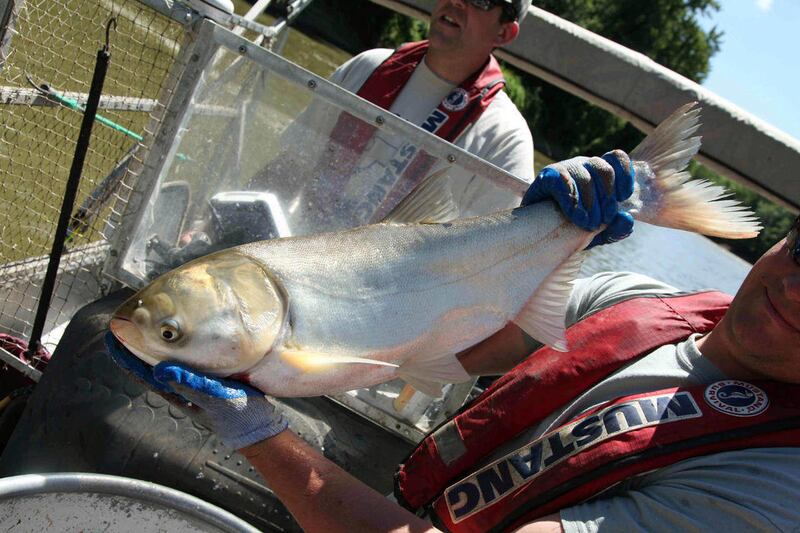 This June 22, 2012, photo shows Travis Schepker, a biology intern, holding an Asian carp pulled from the Illinois River near Havana, Ill. Scientists are monitoring native fish populations for signs of damage from Asian carp.