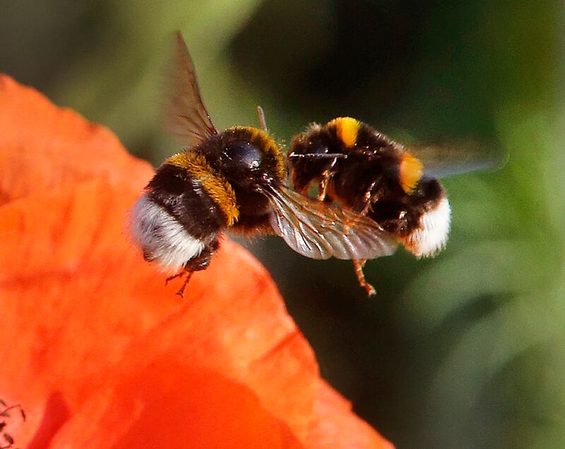 Two bumblebees almost collide as they fly to a poppy flower on a field in Frankfurt, Germany, on Thursday, June 1, 2017. A Sacramento appeals court ruled on May 31 that some bumblebees can legally be considered fish under the California Endangered Species Act.