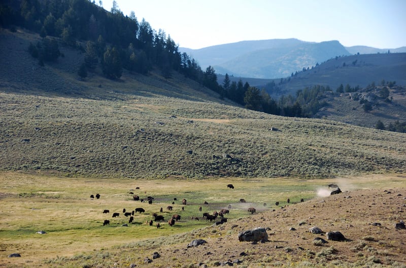 A herd of bison are seen in Yellowstone National Park, Montana, on Aug. 26, 2016.