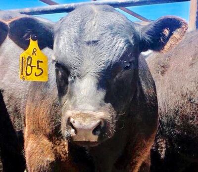Baby Bull, at 7 months, represents the breeding stock future for the Caras family in Benjamin, Utah County. He was rescued from the Coal Hollow Fire the night of Thursday, Aug. 16, 2018, despite more than 10 days of fearing he had succumbed to the blaze.